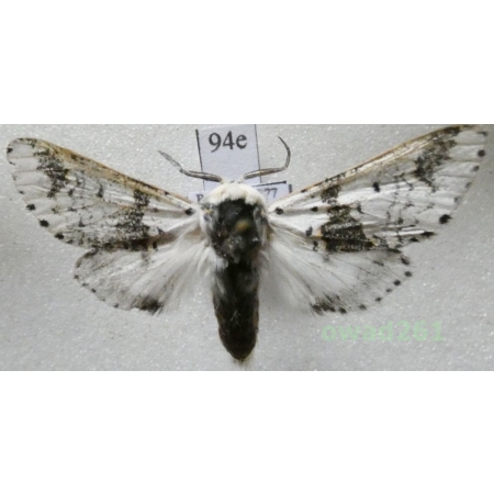 Furcula bicuspis (Borkhausen, 1790) male Poland94e
